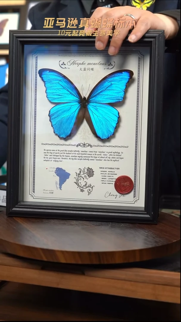 大蓝闪蝶豪华版10寸欧式框（带证书）