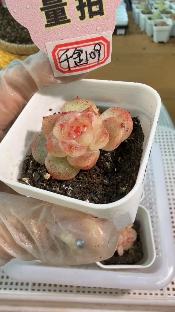 千金109 五方一盆 单双混 量拍混发