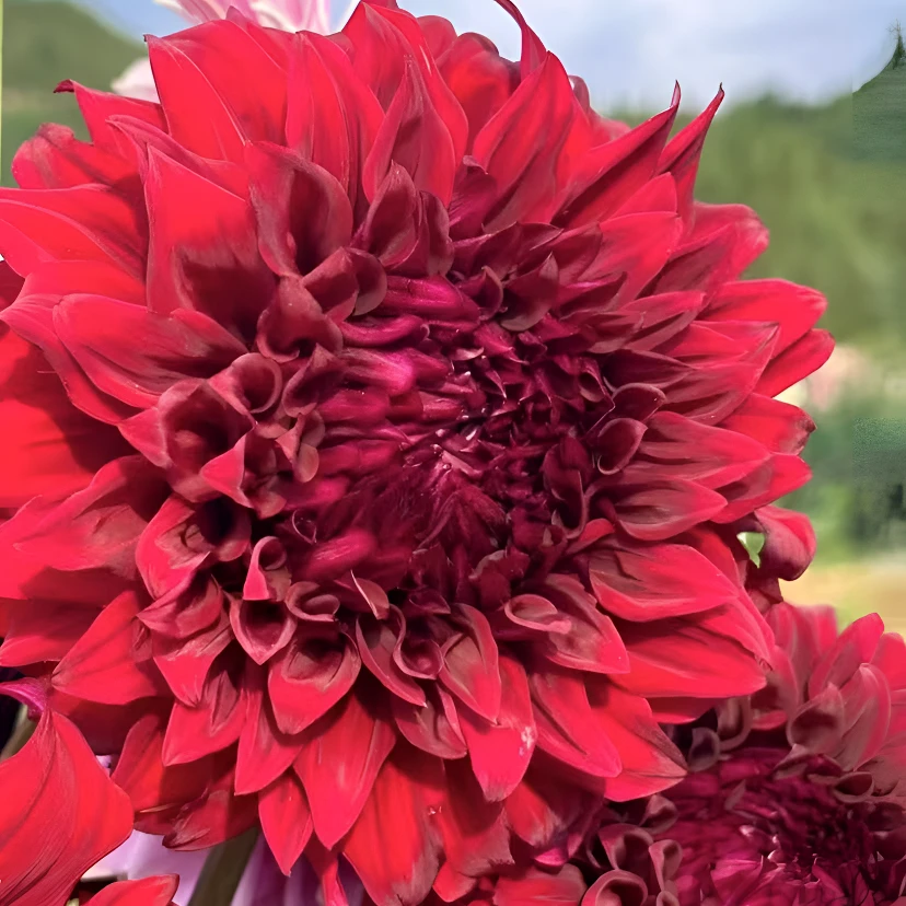 【红色娇艳】精品巨型大丽花种球盆栽地栽当年开花宠粉福利