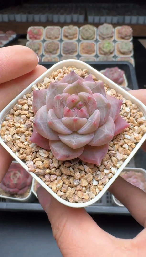 【闪购商品】989号一物一拍珍妮多肉花卉植物3颗起发