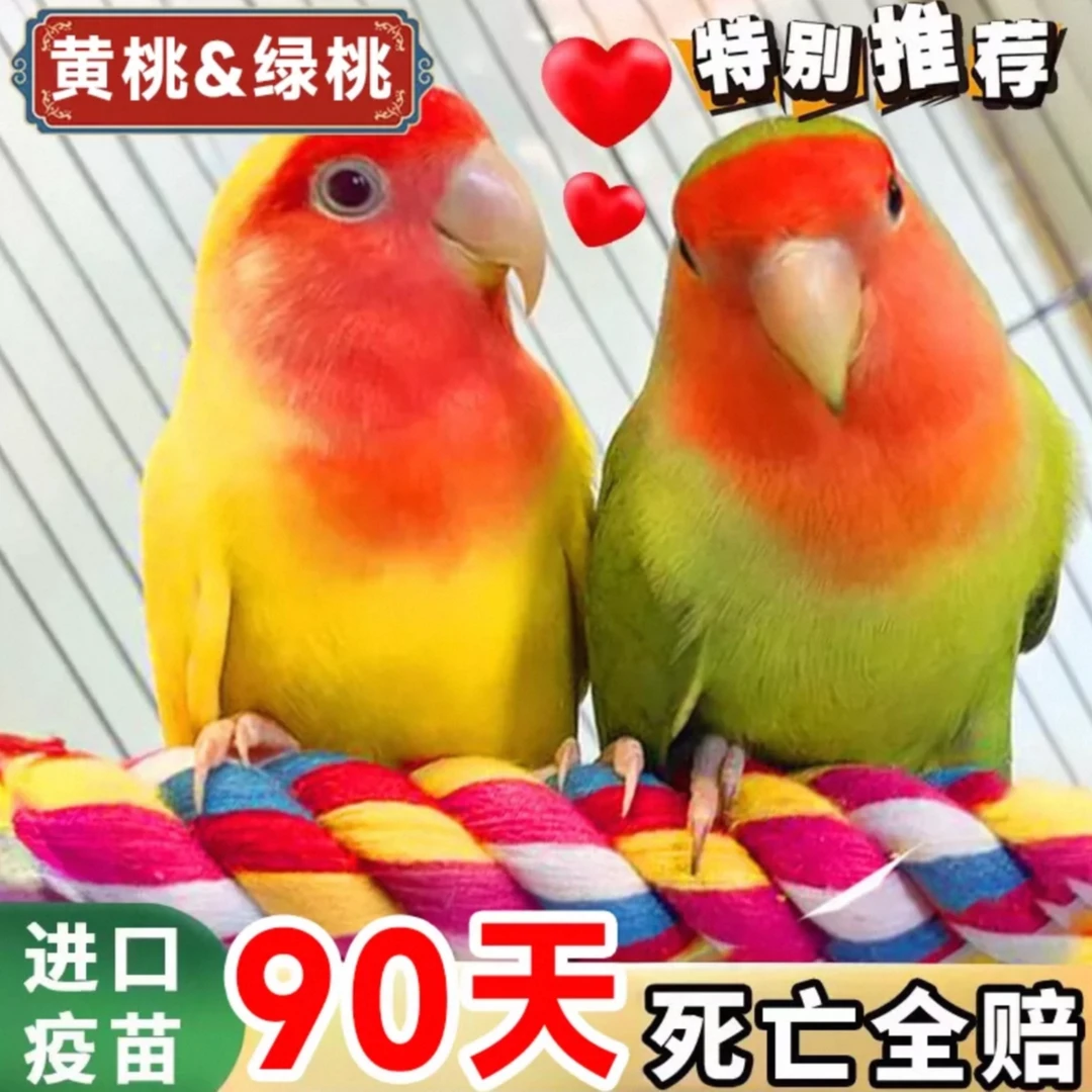 爱情鸟牡丹鹦鹉活体好养宠物说话雏鸟手玩特色观赏鸟