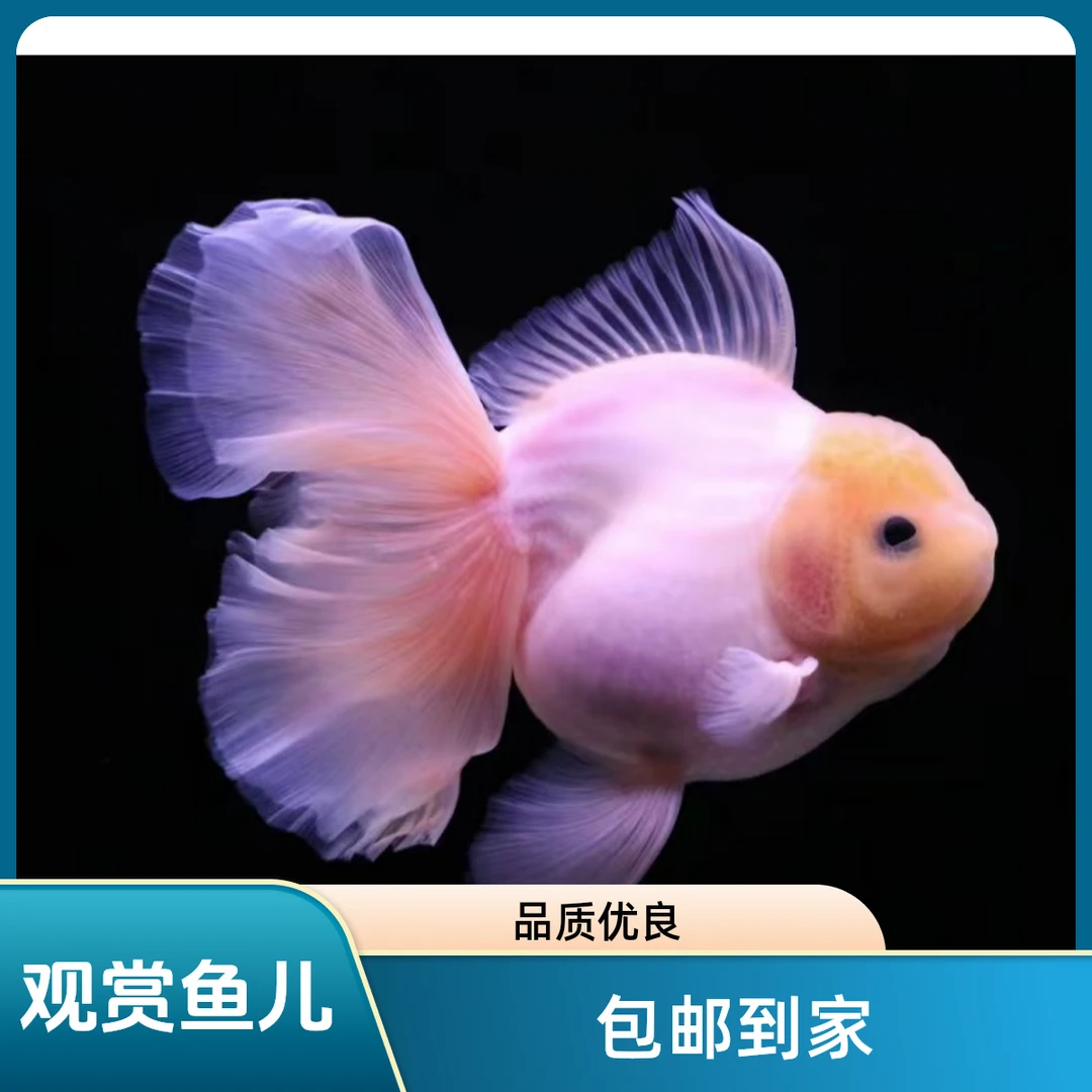 练手观赏金鱼百褶泰师元宝等活体包邮鱼场直发[5包邮包路损】