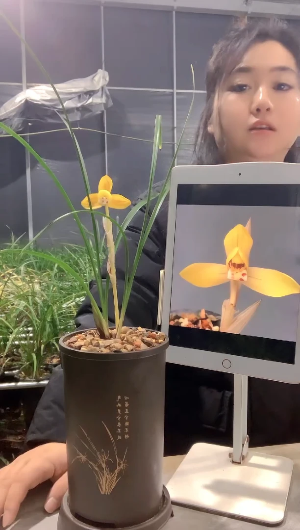 大部分开放少量花苞金荷鼎2苗带花苞种好发货