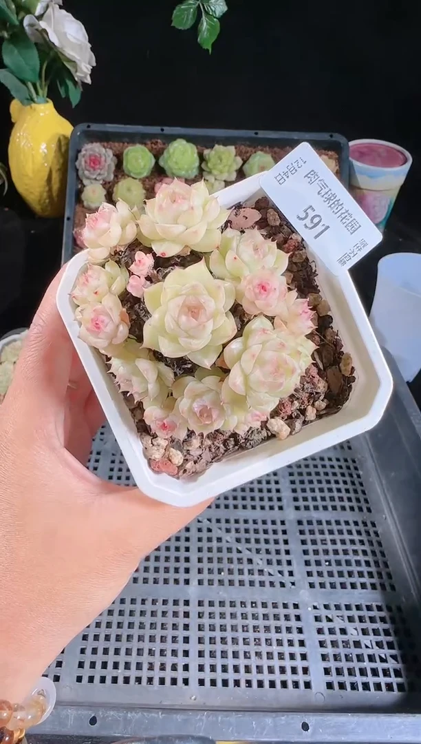 1204-591多肉群生不包整