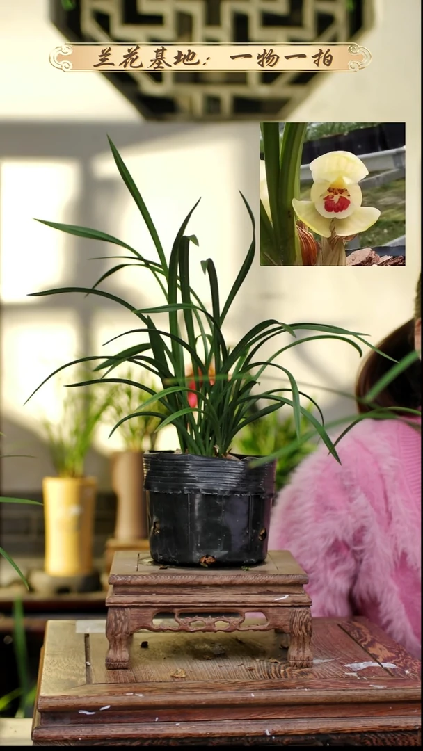 完全开放春兰潘荷
