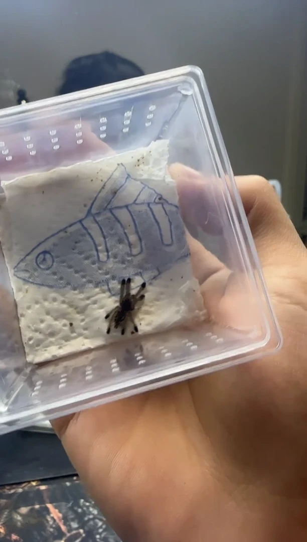 跳蛛厄瓜多尔羊毛粉 550苗子不分公母