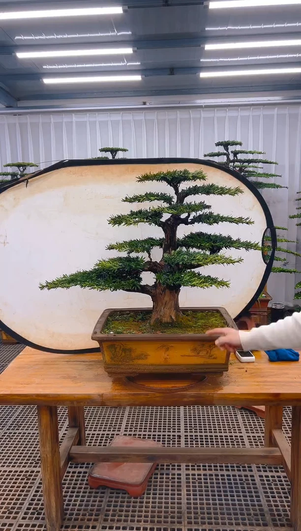 【闪购商品】紫砂精品盆景直播间一物一拍