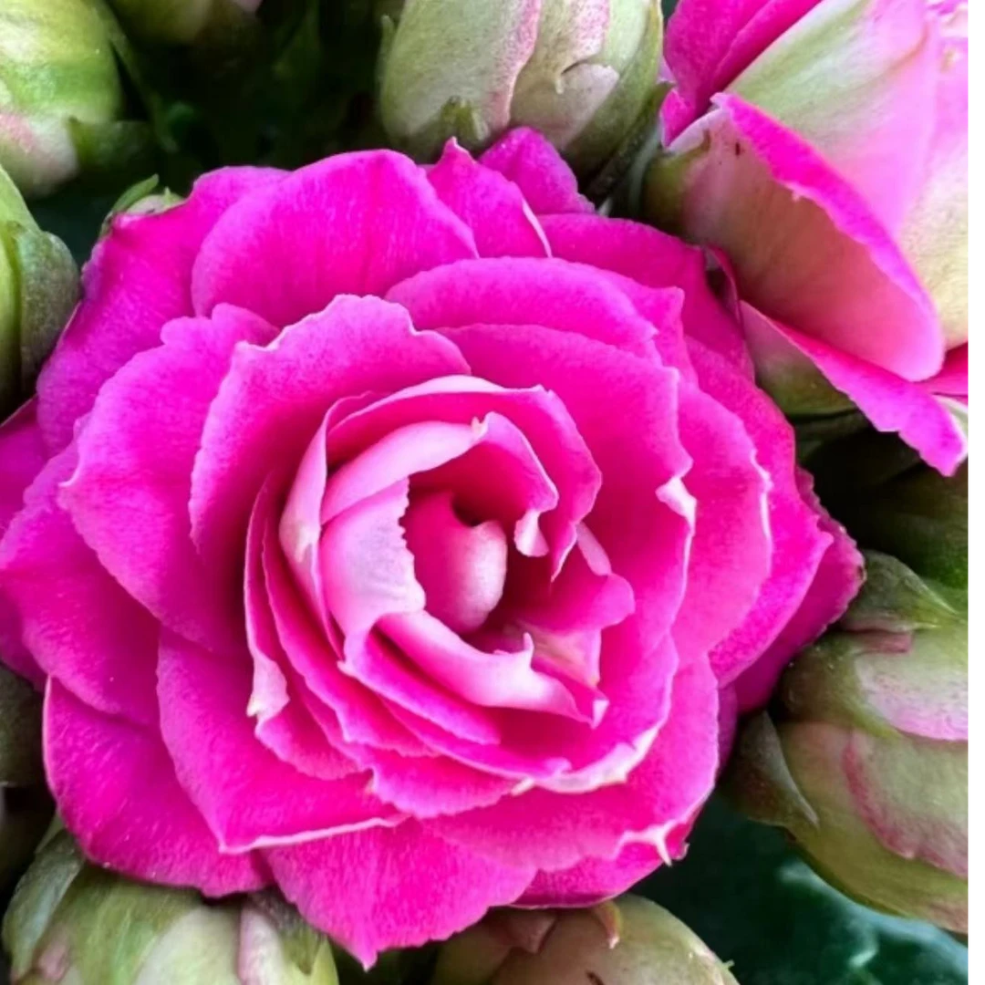 《康斯特》130盆长寿花