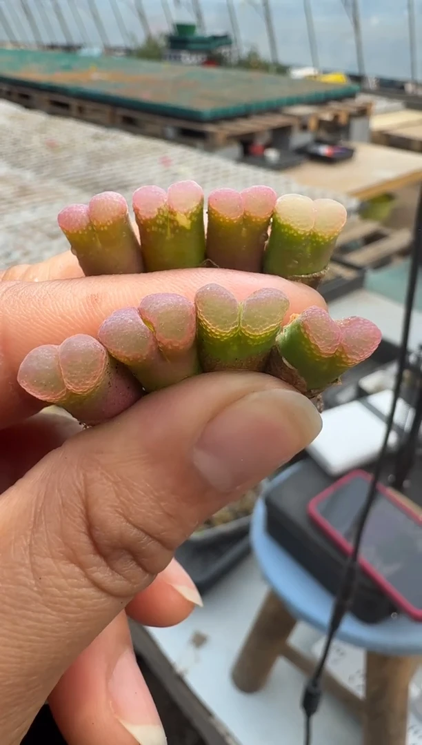 【闪购商品】15-43优选泡泡窗一颗