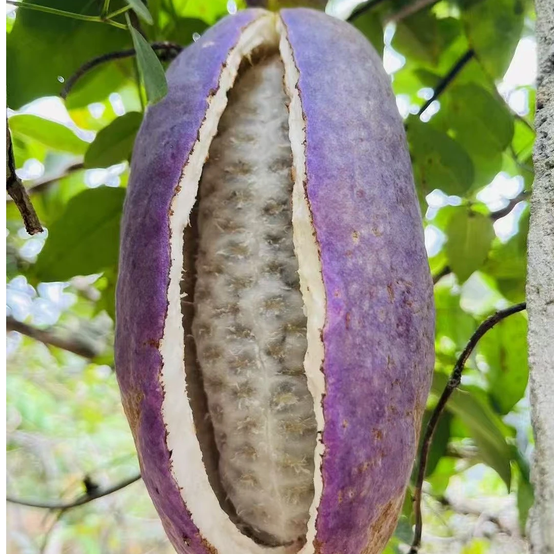 南漳印象老家现摘八月瓜新鲜水果香甜软糯