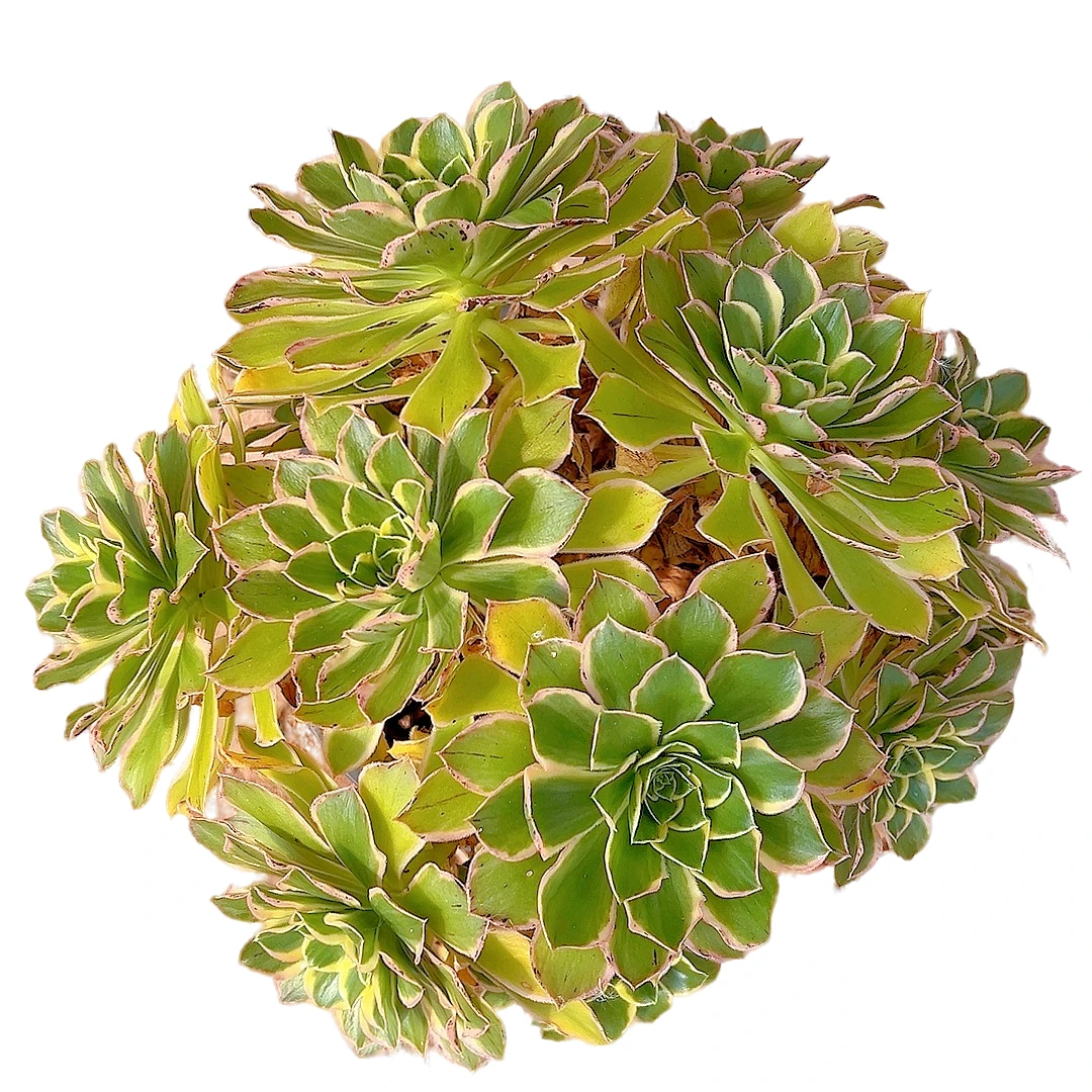 【绿玫瑰法师一单包邮】星花怒放阳台露台办公绿植多肉栽种养护四季