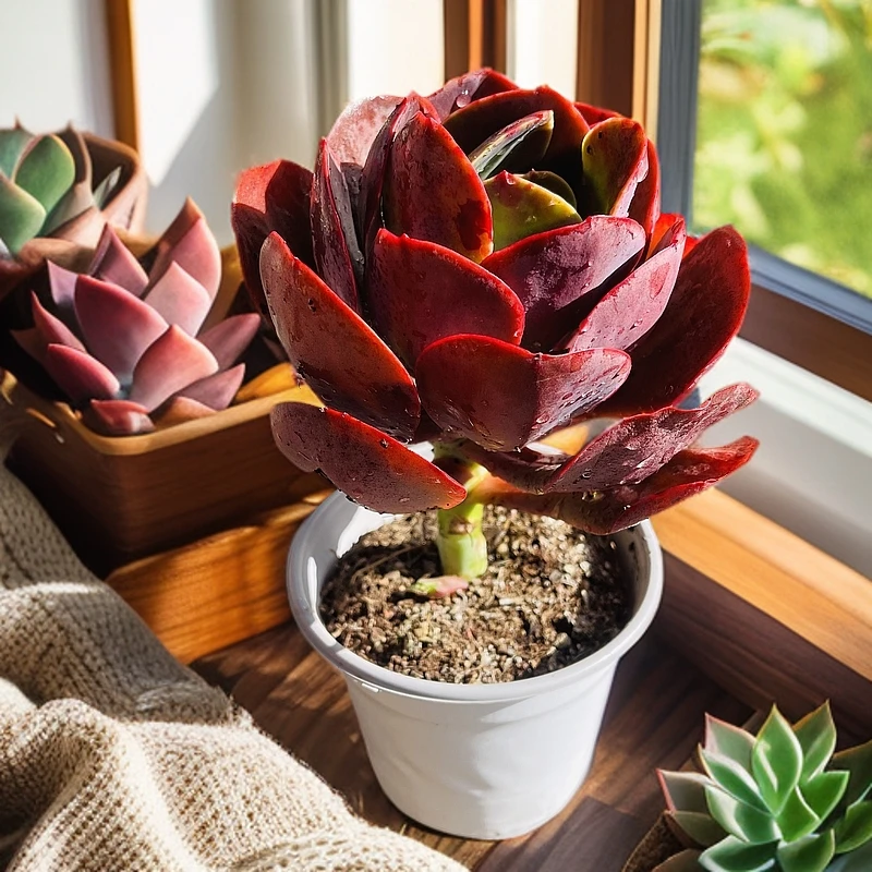 大唐玫瑰120#HQ拍一发三云媚多肉植物好新手闭眼阳台庭院一单包邮