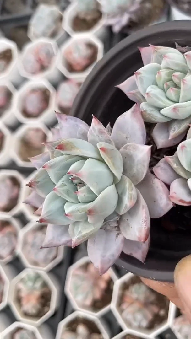 90盆粉蓝鸟三头多肉