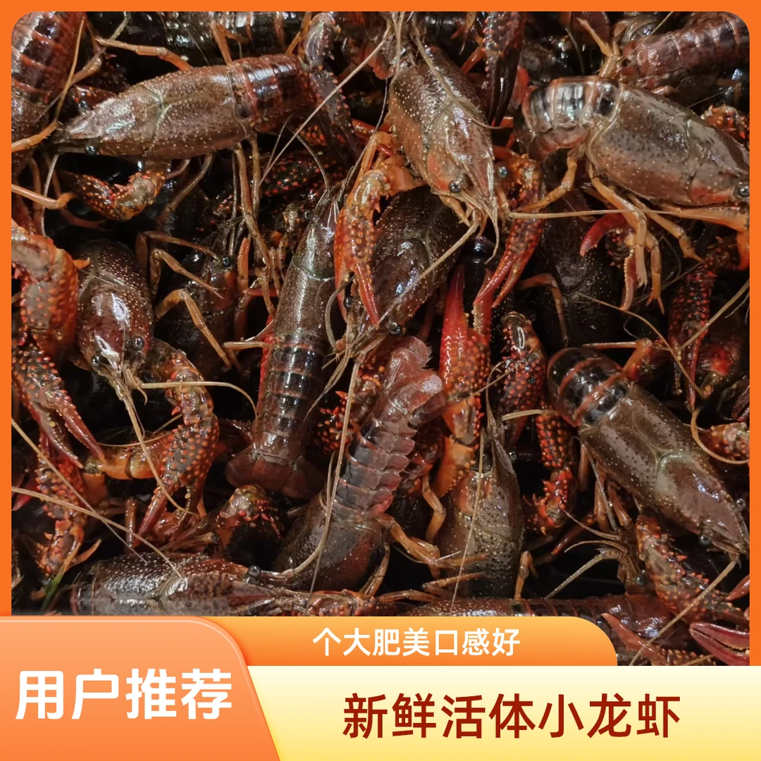 鲜活小龙虾 500 克 规格 678 大虾同城派送