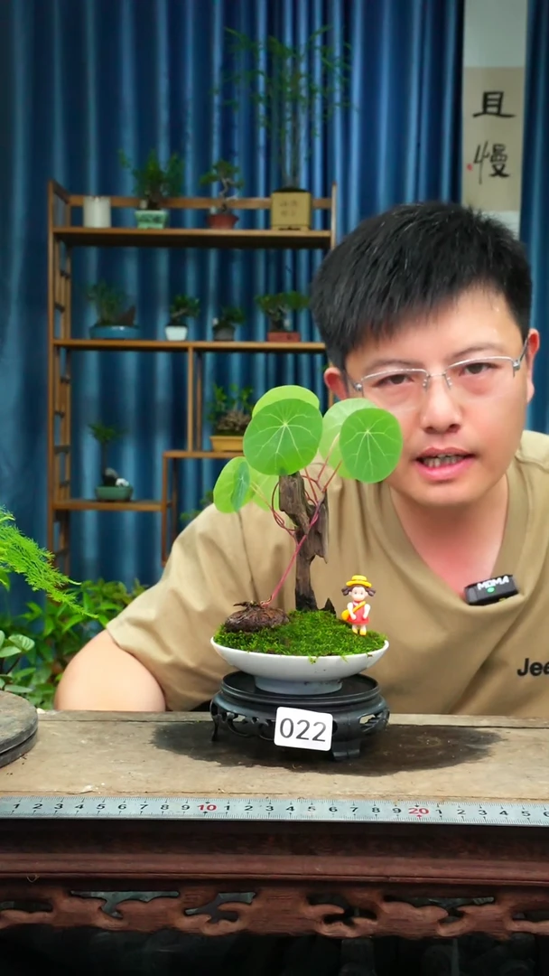 无花朵苔藓微景观022号