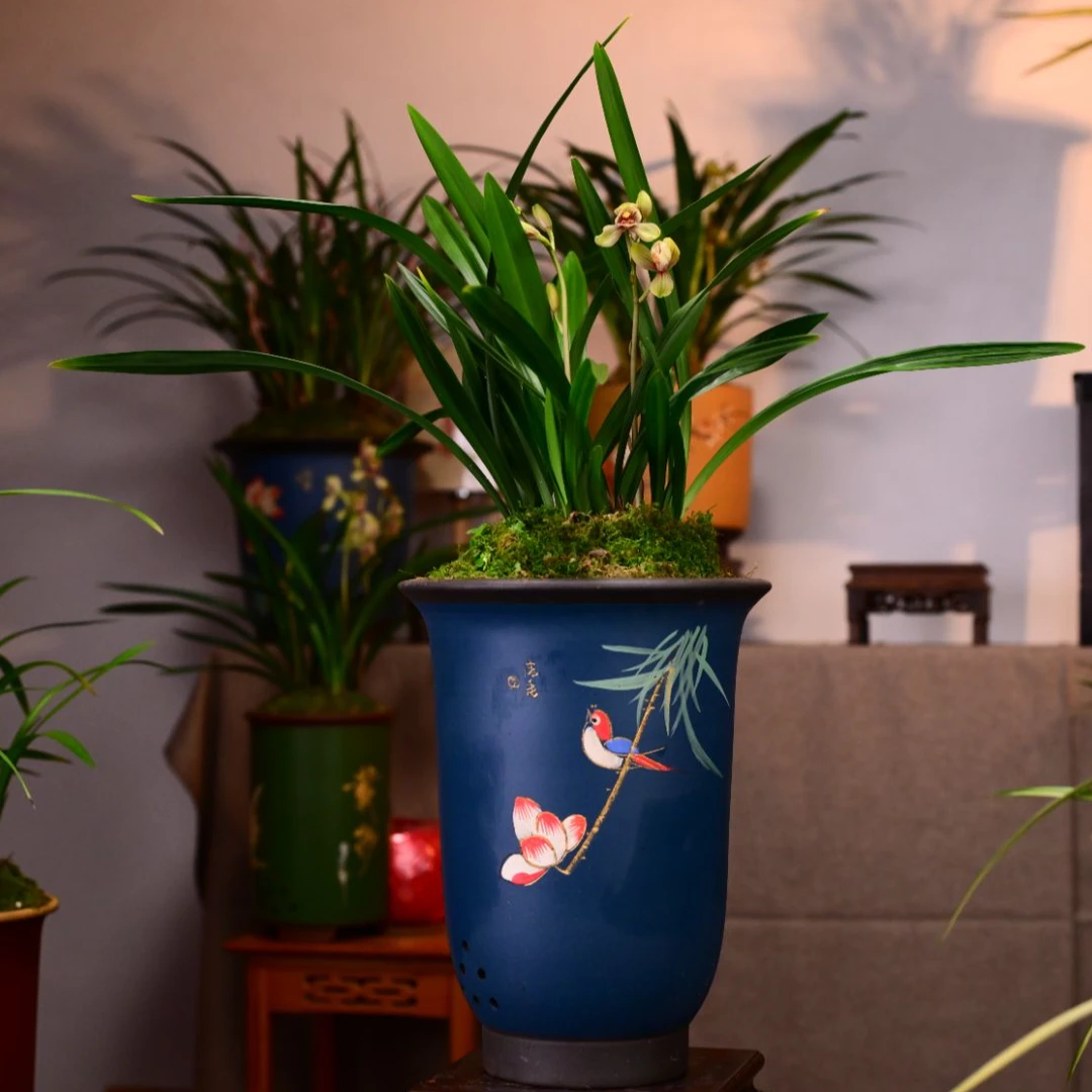 四季好养建兰【君荷】浓香型兰花带盆栽好绿植盆栽花卉