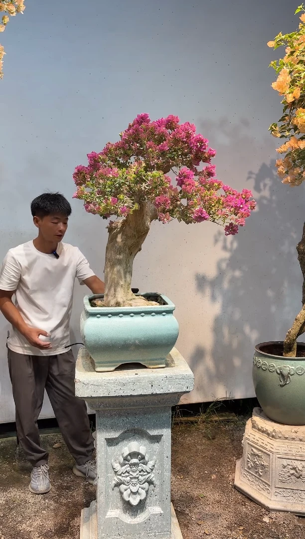 无花朵李*三角梅专场一物一拍64
