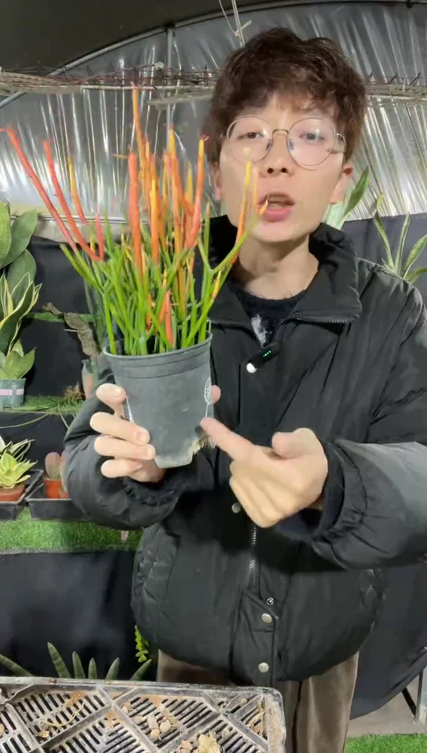 【闪购商品】红珊瑚带盆土12.8