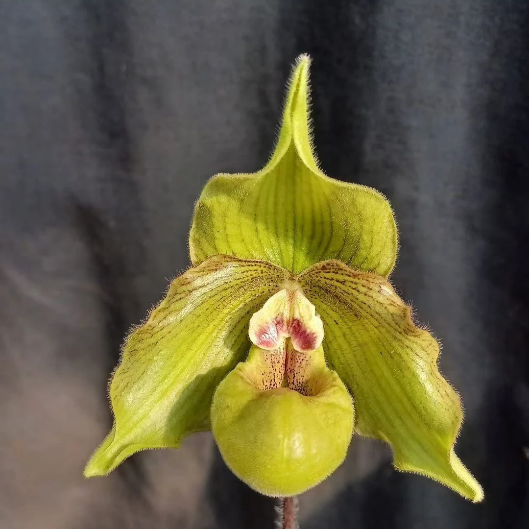 鹿鸣orchids/鹿鸣兜兰-Paph Jade Dragon