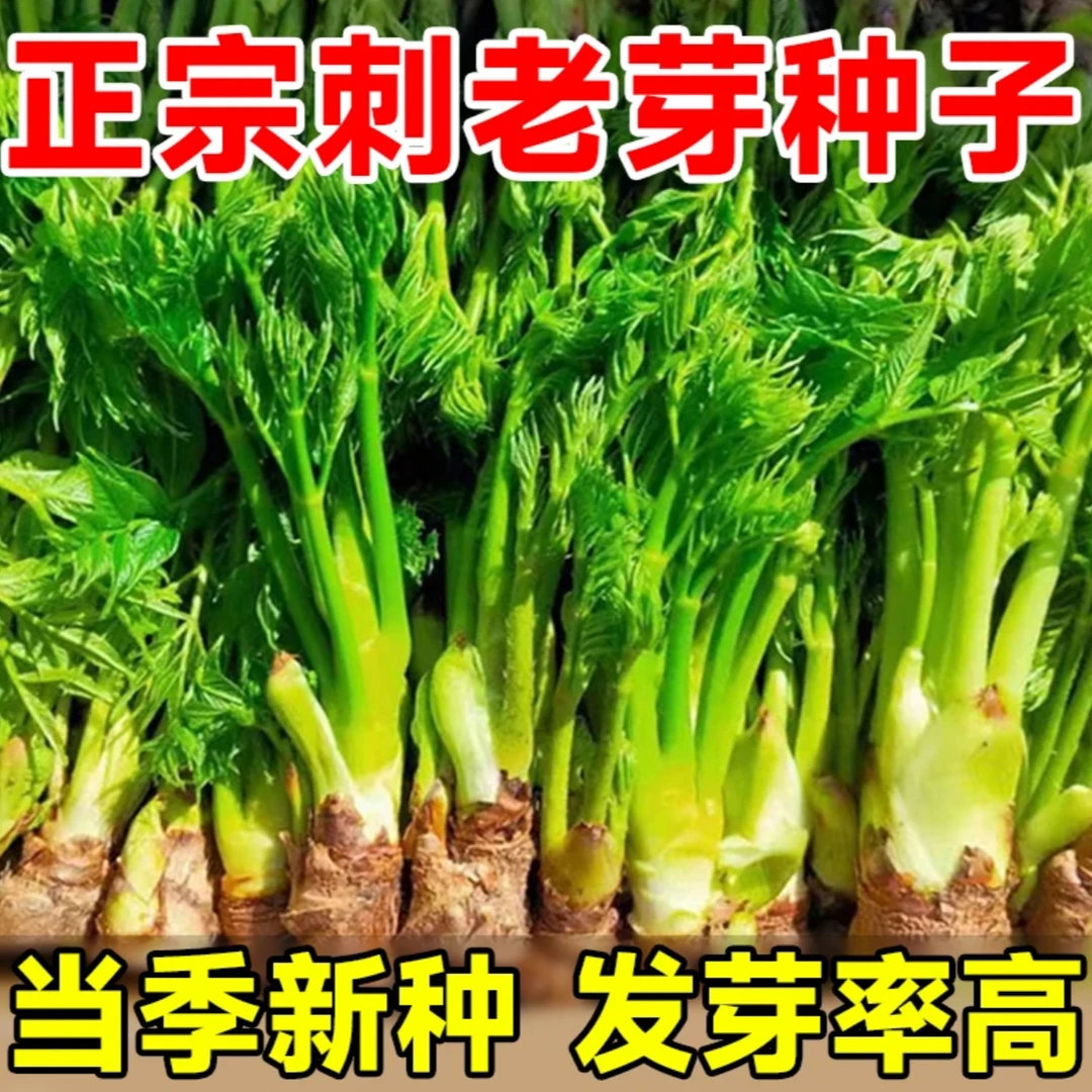 【刺龙芽种子】家庭阳台小院盆栽地栽四季种植
