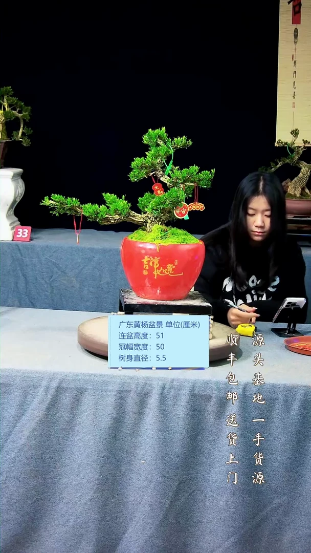 【闪购商品】黄杨盆景黄杨盆景