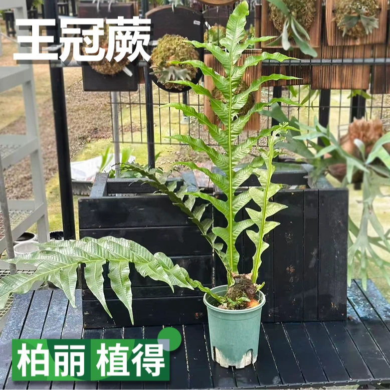 王冠蕨绿植盆栽室内客厅好养易活四季常绿耐阴植物