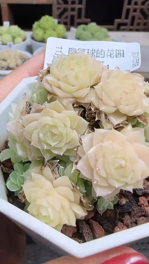 1105-491麦秆群不包整