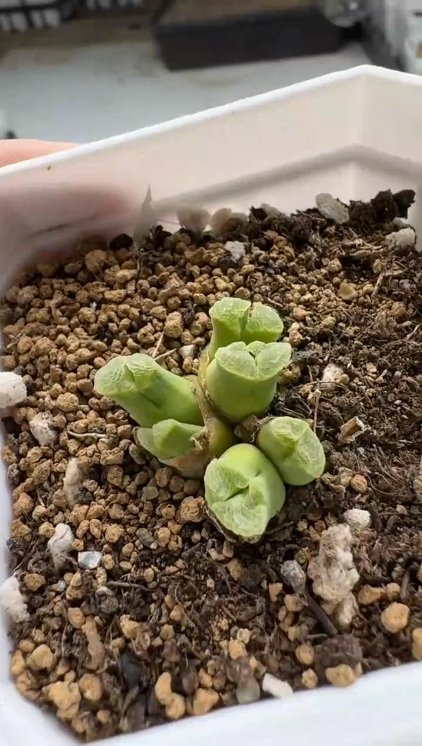 【闪购商品】5-173