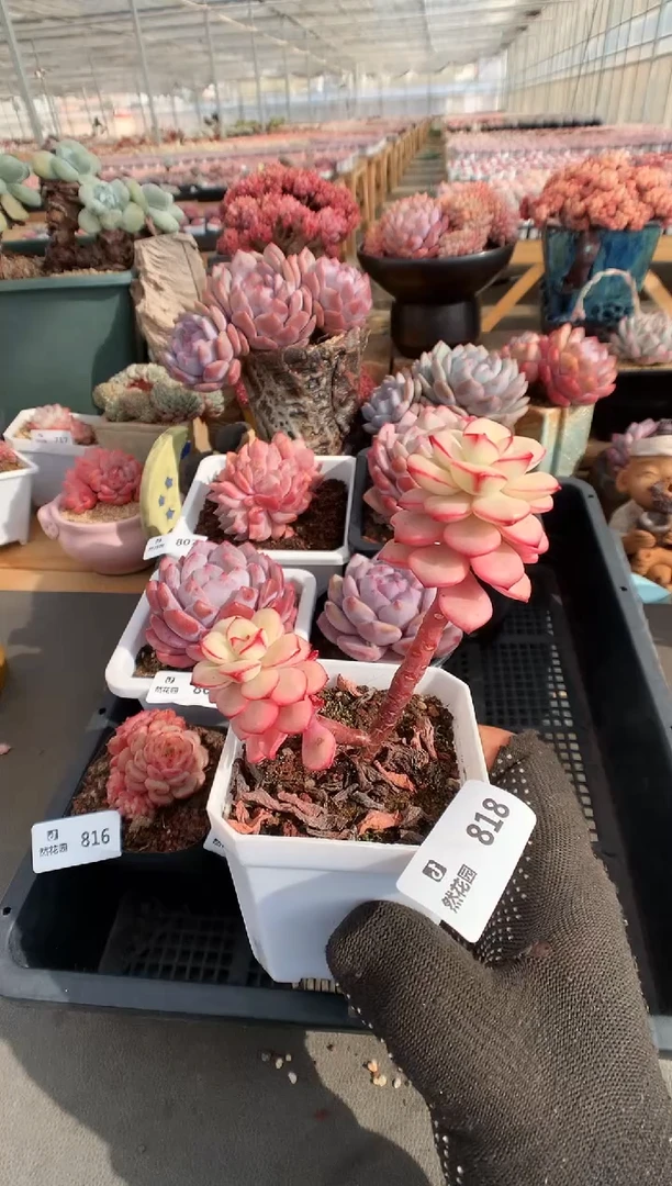 【闪购商品】818探戈锦一物一拍