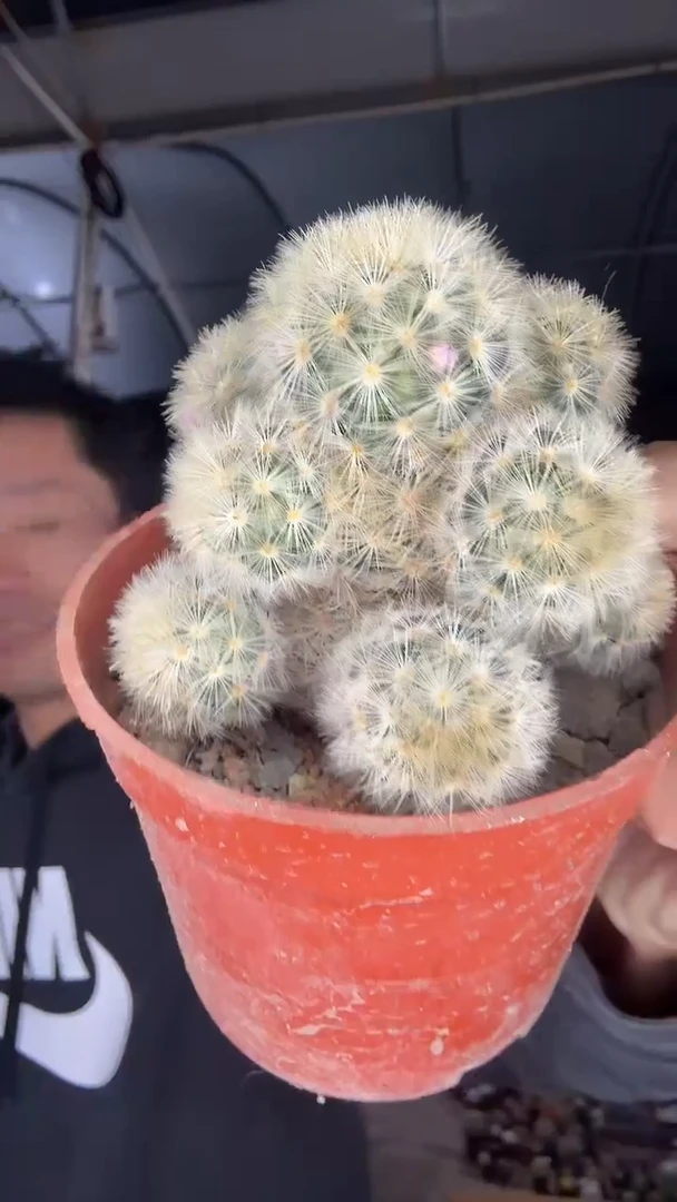 实生嘉文丸19.99下播福利