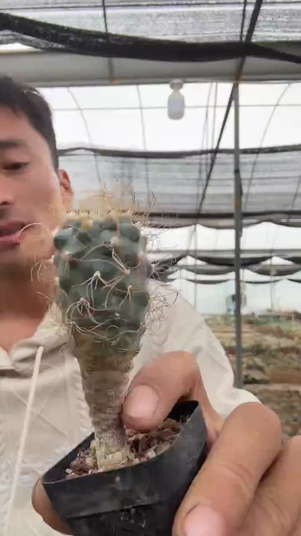 实生长城丸12.99