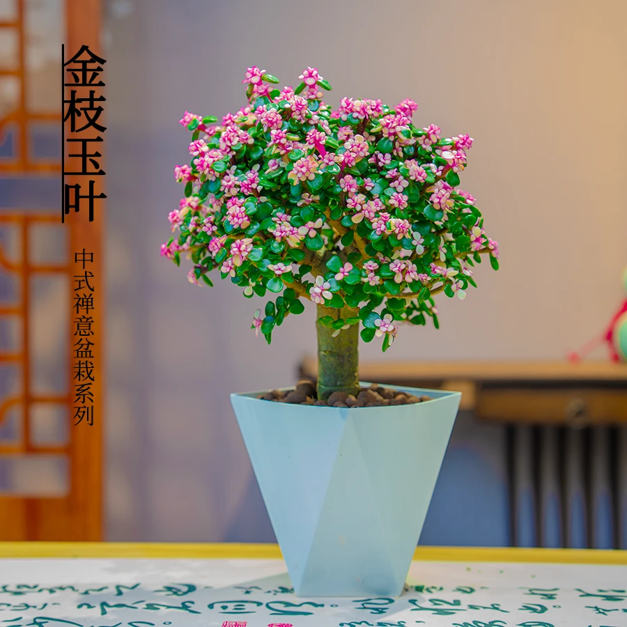 棒棒糖造型老桩金枝玉叶室内绿植盆栽好养易活观叶绿植盆栽花卉好