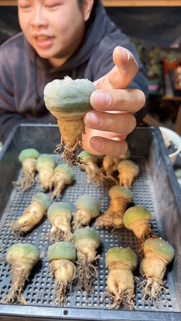 【闪购商品】实生胡巴银3.8公分