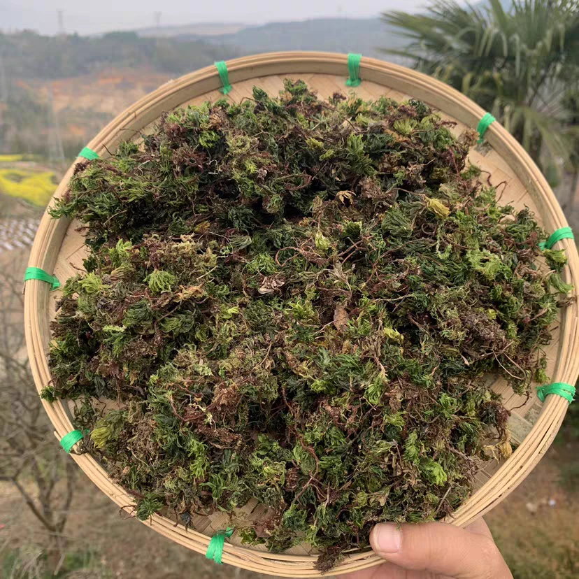 【婷姐山货】G 回心草 云南山货下山