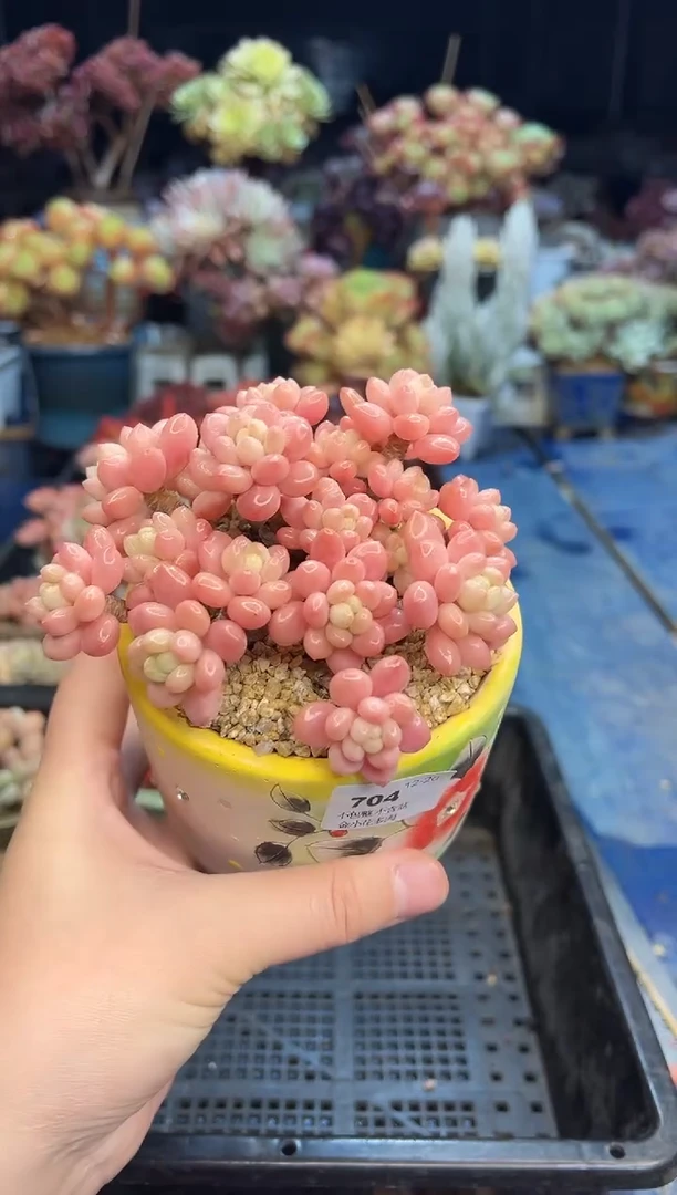 【闪购商品】704不带盆