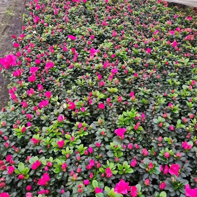 杜鹃花苗庭院别墅绿化工程苗木苗耐寒植物四季不落叶