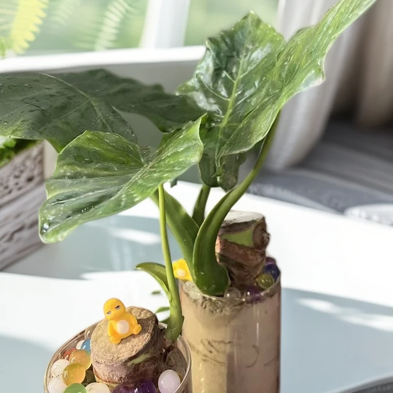 大型绿植热带雨林造景大野芋滴水观音室内庭院植物水培土培绿植