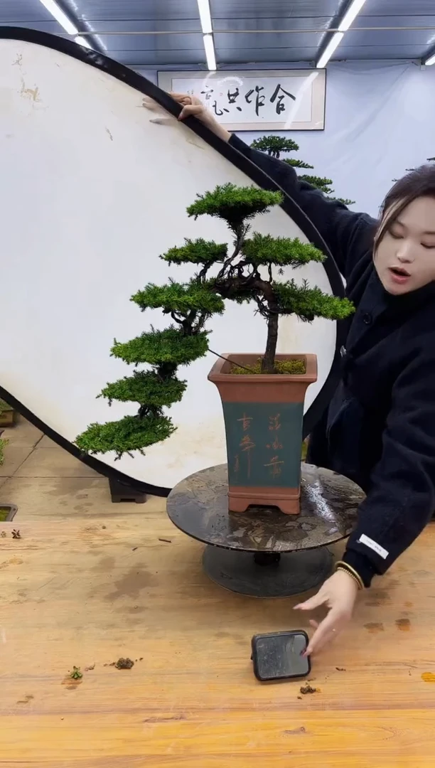 【闪购商品】高端盆景一物一拍，所见即所得