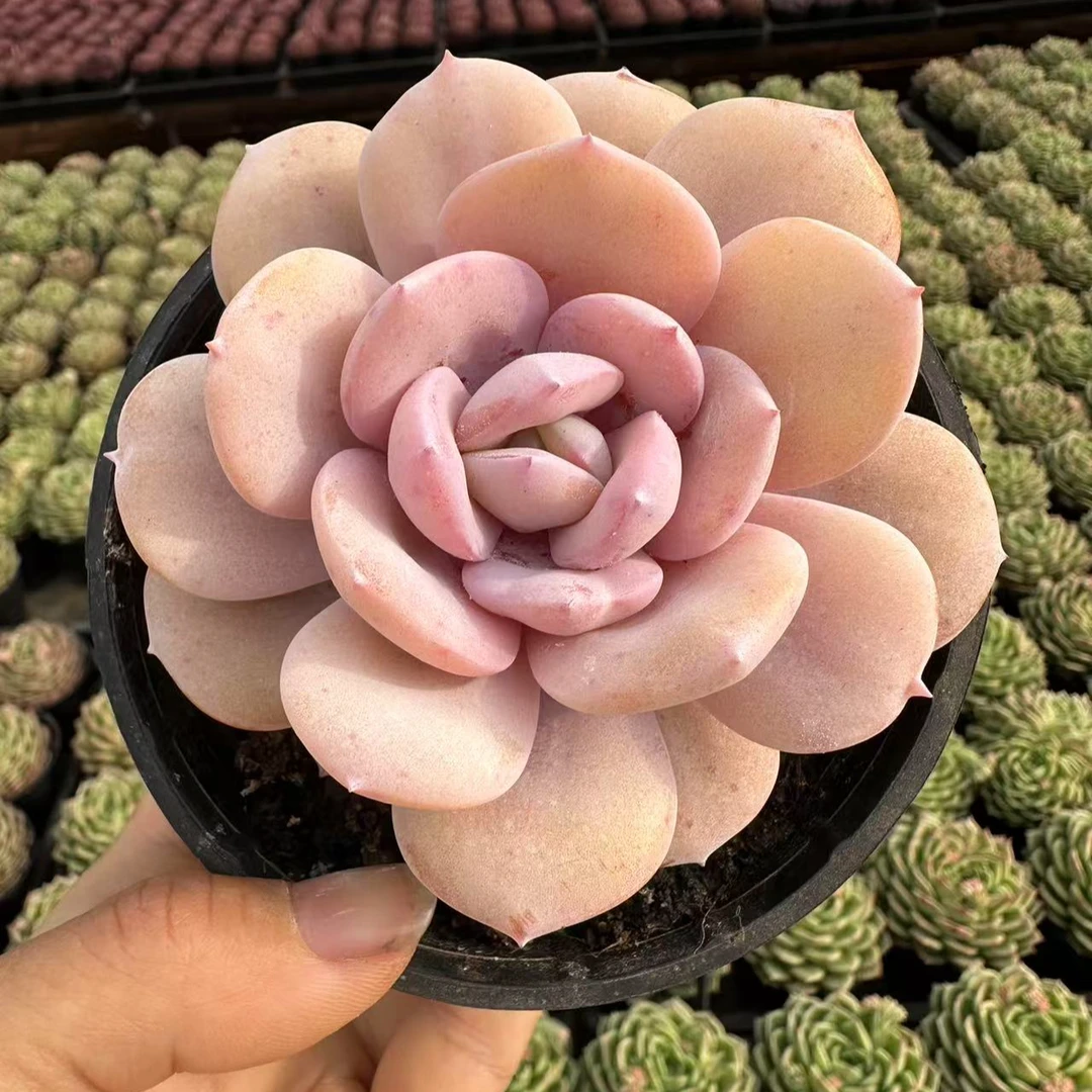 10#奶茶单头多肉植物  前男友精品多肉