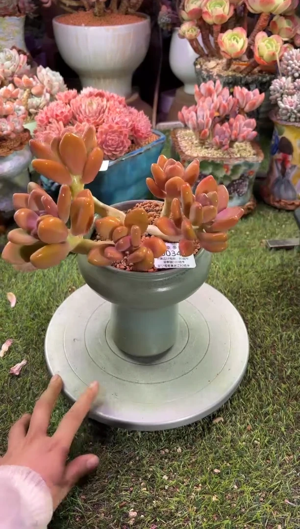 【闪购商品】00346