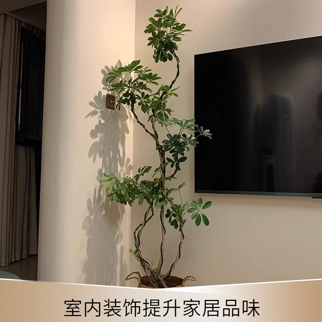 大型鸭脚木室内绿植盆栽四季常青净化空气适合办公室客厅