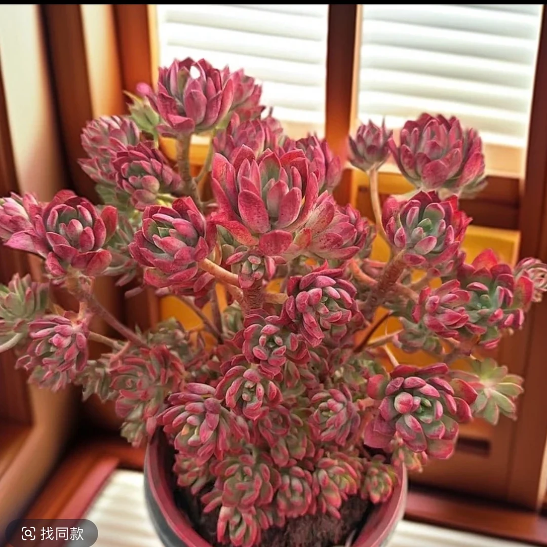 [超大盆沙漠玫瑰】大棵老桩红稚莲沙漠玫瑰带盆土发货好看好养新手