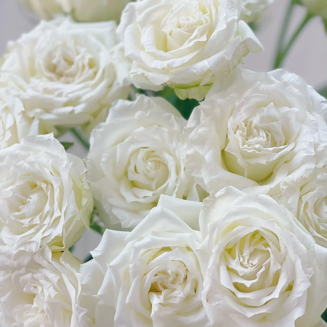 不包邮2单起发【坦尼克玫瑰链接】鲜切花美观养护