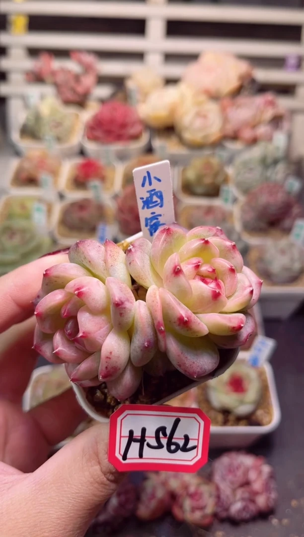 【闪购商品】H562小酒窝一物一拍