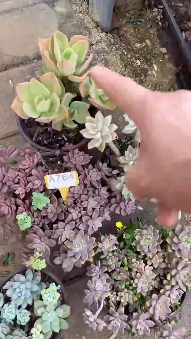 A764闪购清风花木兰多肉组合脱土发货