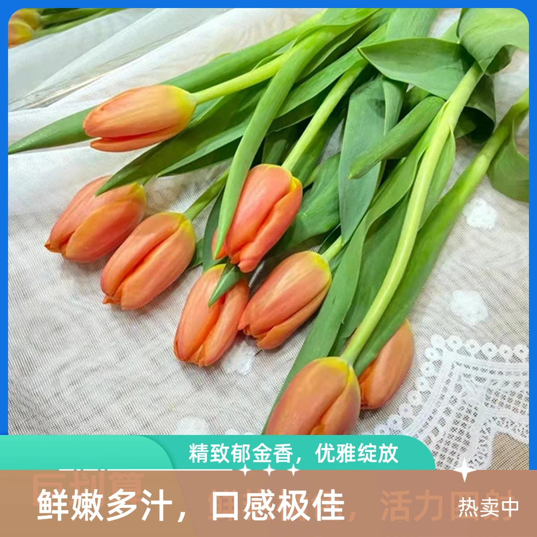 【1枝真爱郁金香】～全店满35元包邮～《今天下单明天到》生活鲜花瓶插花