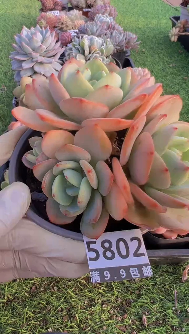 【闪购商品】信福多肉一物一拍