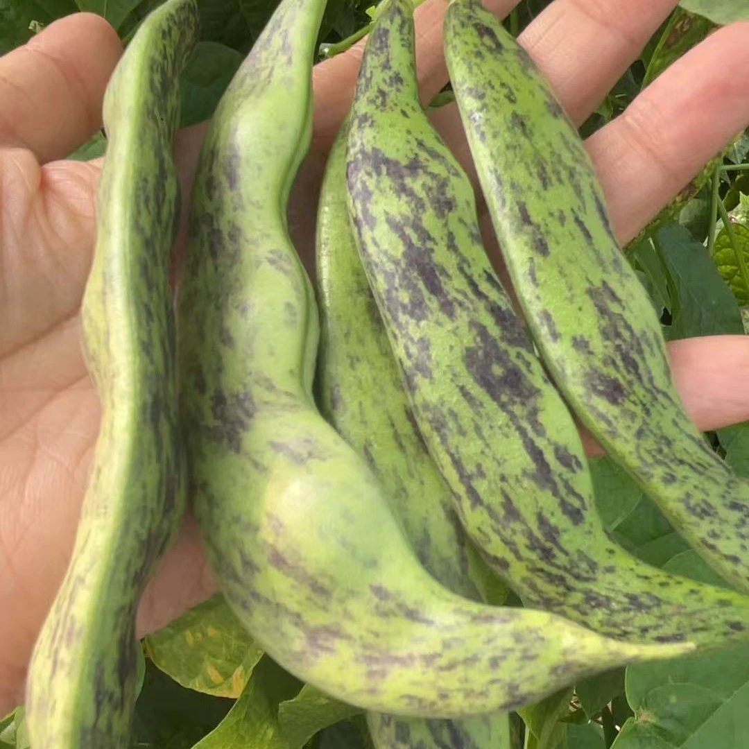 东北新鲜大马掌油豆角4.8-5斤包邮