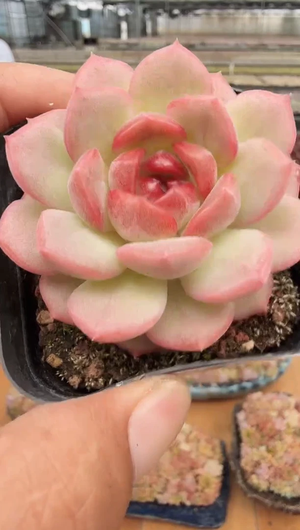 东云多肉园新款-37