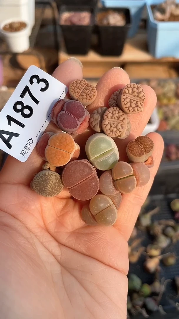 【闪购商品】1873直播一物一拍